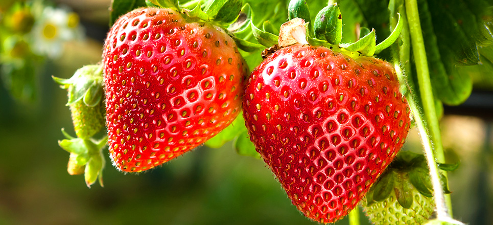 XIII Konferencja Truskawkowa podczas Targów TSW 2026 – spotkanie wiedzy, doświadczeń i najnowszych trendów w uprawie